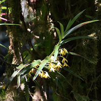maxillaria_umbratilis2md (Maxillaria umbratilis)