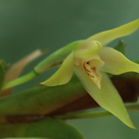 maxillaria_umbratilis4bd (Maxillaria umbratilis)