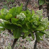 Gaertnera macrobotrys (Gertnère)