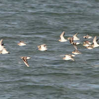 becasseau_variable_-_calidris_alpina7md (Calidris alpina)