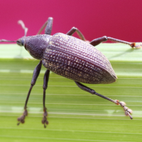 diaprepes_famelicus12md (Diaprepes famelicus)