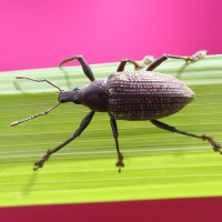Diaprepes famelicus (Charançon des agrumes)