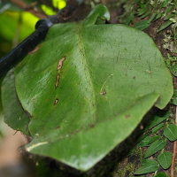 elaphoglossum_crinitum1md (Elaphoglossum crinitum)