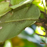 elaphoglossum_crinitum2md (Elaphoglossum crinitum)