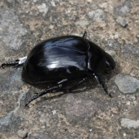 Macraspis tristis (Macraspis)