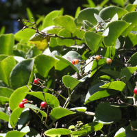 cissus_rotundifolia4md (Cissus rotundifolia)