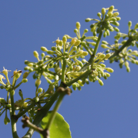 cissus_rotundifolia6md (Cissus rotundifolia)