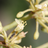 cissus_rotundifolia7md (Cissus rotundifolia)