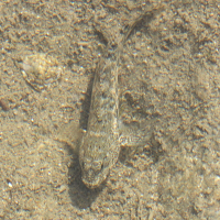 gobius_buchichi1bd (Gobius bucchichi)
