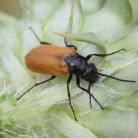 omophlus_lepturoides4bd (Omophlus lepturoides)