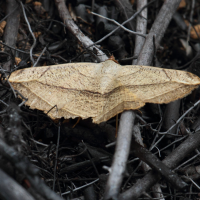 entomogramma_pardus1bd (Entomogramma pardus)