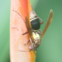 polistes_saussurei1md (Polistes saussurei)