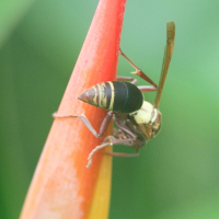 polistes_saussurei2md (Polistes saussurei)