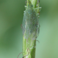raivuna_unicolor2md (Raivuna unicolor)