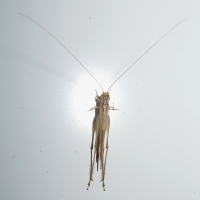 Euscyrtus concinnus (Grillon)