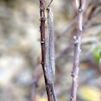 macronemurus_bilineatus2md (Macronemurus bilineatus)