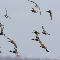 canard_pilet_-_anas_acuta10bd (Anas acuta)