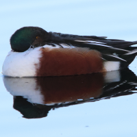 canard_souchet_-_spatula_clypeata11md (Spatula clypeata)