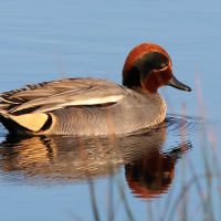 sarcelle_d-hiver_-_anas_crecca9md (Anas crecca)