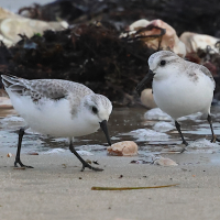becasseau_sanderling_-_calidris_alba3bd (Calidris alba)