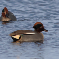 sarcelle_d-hiver_-_anas_crecca15md (Anas crecca)