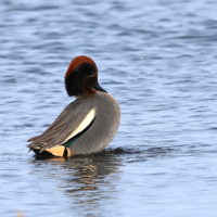 sarcelle_d-hiver_-_anas_crecca16bd (Anas crecca)