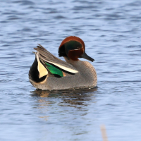 sarcelle_d-hiver_-_anas_crecca17bd (Anas crecca)