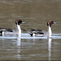 canard_pilet_-_anas_acuta11md (Anas acuta)