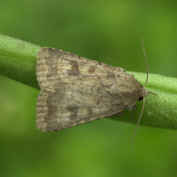 caradrina_morpheus3md (Caradrina morpheus)