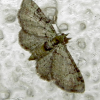 pasiphila_rectangulata2md (Pasiphila rectangulata)