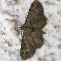 pasiphila_rectangulata3md (Pasiphila rectangulata)