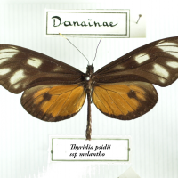 Thyridia psidii ssp melantho (Melantho)