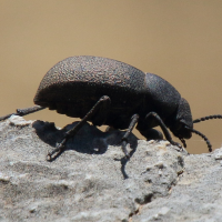 graecopachys_quadricollis1bd (Graecopachys quadricollis)