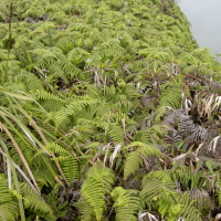 Diplopterygium bancroftii (Fougère)