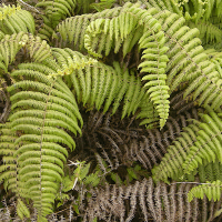 diplopterygium_bancroftii2md (Diplopterygium bancroftii)