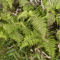 diplopterygium_bancroftii3md (Diplopterygium bancroftii)