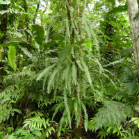 Nephrolepis rivularis (Fougère)