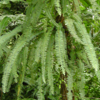 nephrolepis_rivularis2md (Nephrolepis rivularis)