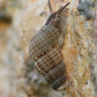 Diplopoma muricatum (Escargot)