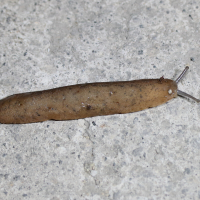 Diplosolenodes occidentalis (Limace)