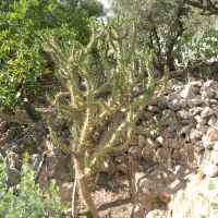 austrocylindropuntia_cylindrica9md (Austrocylindropuntia cylindrica)