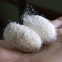 bombyx_mori11md (Bombyx mori)