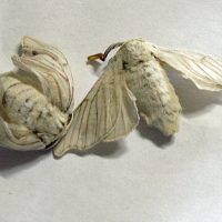 bombyx_mori6md (Bombyx mori)