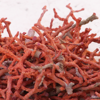 corallium_rubrum3bd (Corallium rubrum)