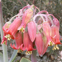 cotyledon_orbiculata2md (Cotyledon orbiculata)