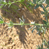 lotus_creticus5md (Lotus creticus)