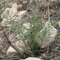 thapsia_gargarica4md (Thapsia garganica)