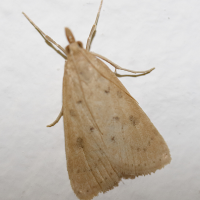 achyra_nudalis2md (Achyra nudalis)