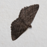 rhoptria_asperaria1md (Rhoptria asperaria)