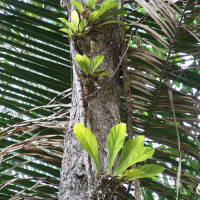 anthurium_salvinii3md (Anthurium salvinii)